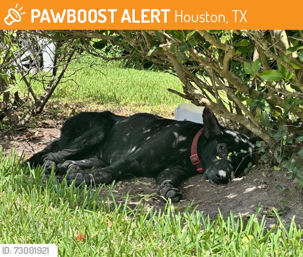 Found/Stray Unknown Dog last seen Cypresswood and Cutten rd, Houston, TX 77070