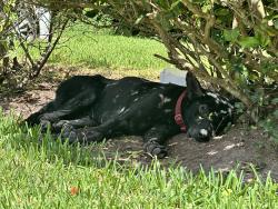 Found/Stray Unknown Dog last seen Cypresswood and Cutten rd, Houston, TX 77070