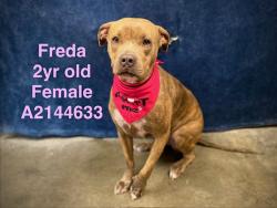 Shelter Stray Female Dog last seen , West Valley Animal Shelter, 20655 Plummer St, Chatsworth, CA 91311, USA