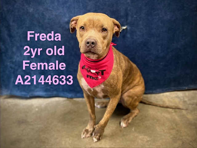 Shelter Stray Female Dog last seen , West Valley Animal Shelter, 20655 Plummer St, Chatsworth, CA 91311, USA