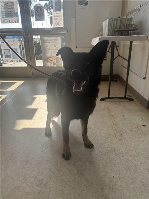 Shelter Stray Female Dog last seen , 957 N Gaffey St, San Pedro, CA 90731, USA