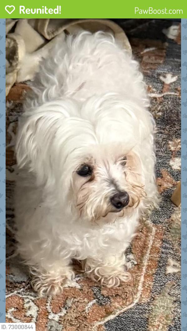 Reunited Female Dog last seen Cadia Cottage, Grand Prairie, TX 75052