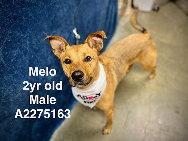 Shelter Stray Male Dog last seen , West Valley Animal Shelter, 20655 Plummer St, Chatsworth, CA 91311, USA