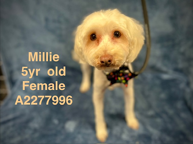Shelter Stray Female Dog last seen , West Valley Animal Shelter, 20655 Plummer St, Chatsworth, CA 91311, USA