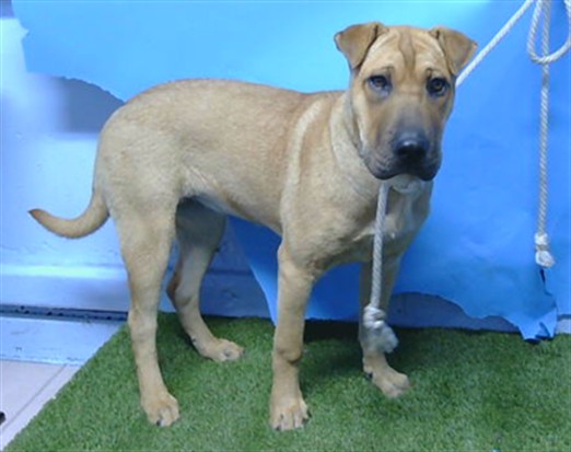 Shelter Stray Male Dog last seen , 216 W Victoria St, Gardena, CA 90248, USA