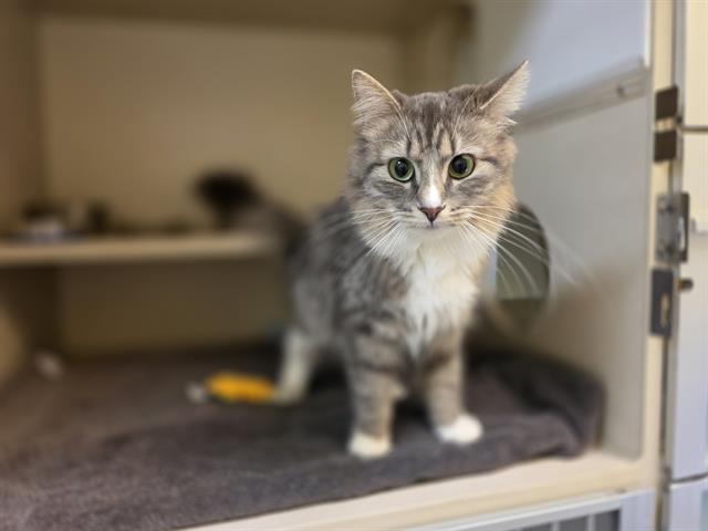 Shelter Stray Female Cat last seen Near BLOCK S MONACO ST, DENVER CO 80237, 1241 W Bayaud Ave, Denver, CO 80223, USA