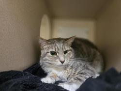 Shelter Stray Female Cat last seen Near BLOCK S MONACO ST, DENVER CO 80237, 1241 W Bayaud Ave, Denver, CO 80223, USA