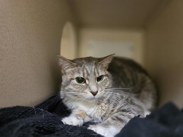 Shelter Stray Female Cat last seen Near BLOCK S MONACO ST, DENVER CO 80237, 1241 W Bayaud Ave, Denver, CO 80223, USA