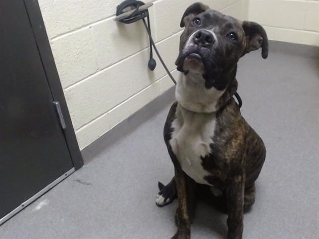 Shelter Stray Male Dog last seen W EVANS AVE & S ZUNI ST DENVER CO 80219, 1241 W Bayaud Ave, Denver, CO 80223, USA