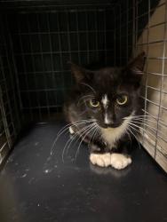 Shelter Stray Unknown Cat last seen , 232 Eslinger Way, Sanford, FL 32773, USA