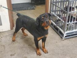 Shelter Stray Male Dog last seen PARKER RD, 10521 Baur Blvd, Olivette, MO 63132, USA