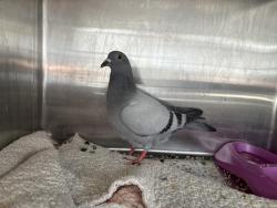 Shelter Stray Unknown Bird last seen Near BLOCK HAZEL, 227 N D St, Perris, CA 92570, USA