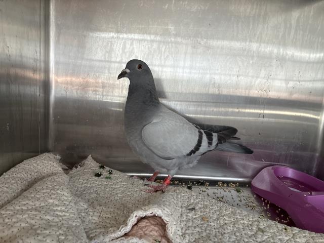 Shelter Stray Unknown Bird last seen Near BLOCK HAZEL, 227 N D St, Perris, CA 92570, USA