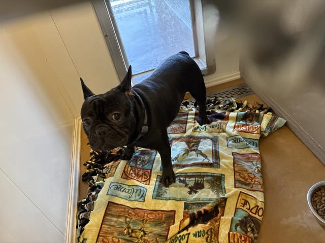 Shelter Stray Male Dog last seen 4TH X REDLANDS, 227 N D St, Perris, CA 92570, USA