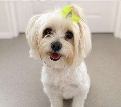 Reunited Female Dog last seen Vare Avenue , Philadelphia, PA 19145