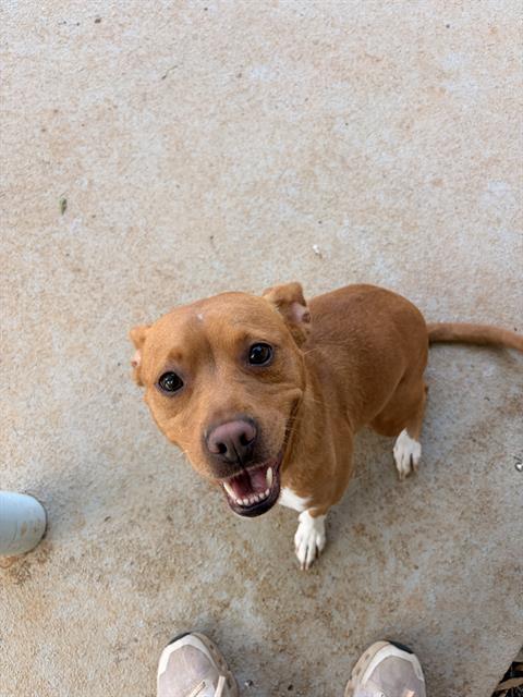 Shelter Stray Female Dog last seen CHARLOTTE, 8315 Byrum Dr, Charlotte, NC 28217, USA