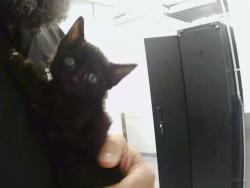 Shelter Stray Male Cat last seen CHARLOTTE, 8315 Byrum Dr, Charlotte, NC 28217, USA