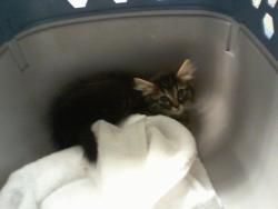 Shelter Stray Male Cat last seen CHARLOTTE, 8315 Byrum Dr, Charlotte, NC 28217, USA