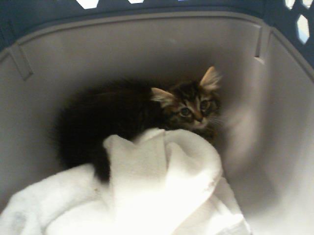 Shelter Stray Male Cat last seen CHARLOTTE, 8315 Byrum Dr, Charlotte, NC 28217, USA
