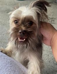 Shelter Stray Male Dog last seen COLEMAN ST, TALLAHASSEE FL 32310, 1125 Easterwood Dr, Tallahassee, FL 32311, USA