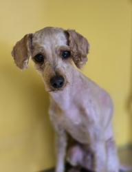 Shelter Stray Male Dog last seen , 3201 Lacy St, Los Angeles, CA 90031, USA