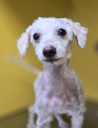 Shelter Stray Unknown Dog last seen , 3201 Lacy St, Los Angeles, CA 90031, USA