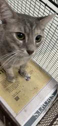Shelter Stray Female Cat last seen , 14409 Vanowen St, Van Nuys, CA 91405, USA