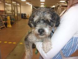 Shelter Stray Male Dog last seen , 14409 Vanowen St, Van Nuys, CA 91405, USA