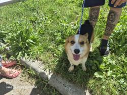 Shelter Stray Male Dog last seen Near BLOCK BEVERLY CT, DETROIT, MI 48204, 7401 Chrysler Dr, Detroit, MI 48211, USA
