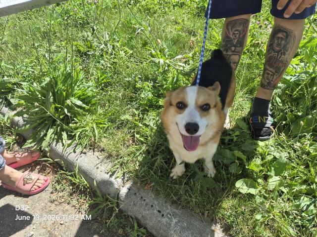 Shelter Stray Male Dog last seen Near BLOCK BEVERLY CT, DETROIT, MI 48204, 7401 Chrysler Dr, Detroit, MI 48211, USA