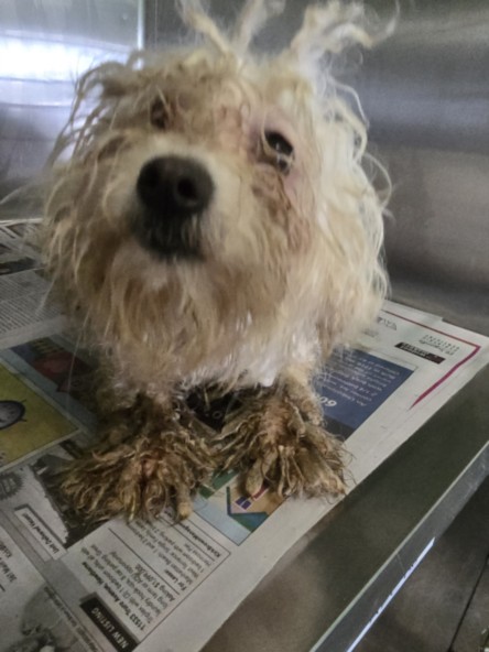 Shelter Stray Female Dog last seen , 1850 W 60th St, Los Angeles, CA 90047, USA