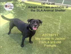 Shelter Stray Female Dog last seen , 1850 W 60th St, Los Angeles, CA 90047, USA