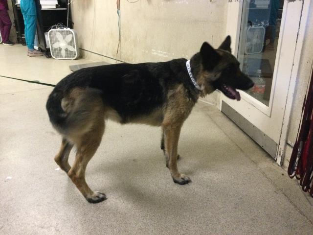 Shelter Stray Female Dog last seen HUNT PARK, JACKSON STREET, RIVERSIDE, CA, 6851 Van Buren Boulevard, Jurupa Valley, CA 92509, USA