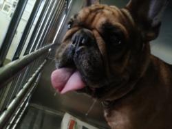 Shelter Stray Male Dog last seen , 1850 W 60th St, Los Angeles, CA 90047, USA