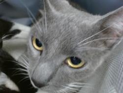 Shelter Stray Unknown Cat last seen , 2811 SE 29th St, Oklahoma City, OK 73129, USA