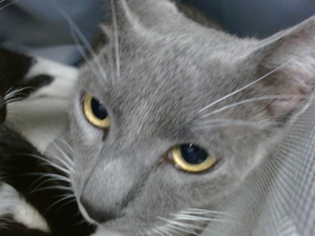 Shelter Stray Unknown Cat last seen , 2811 SE 29th St, Oklahoma City, OK 73129, USA