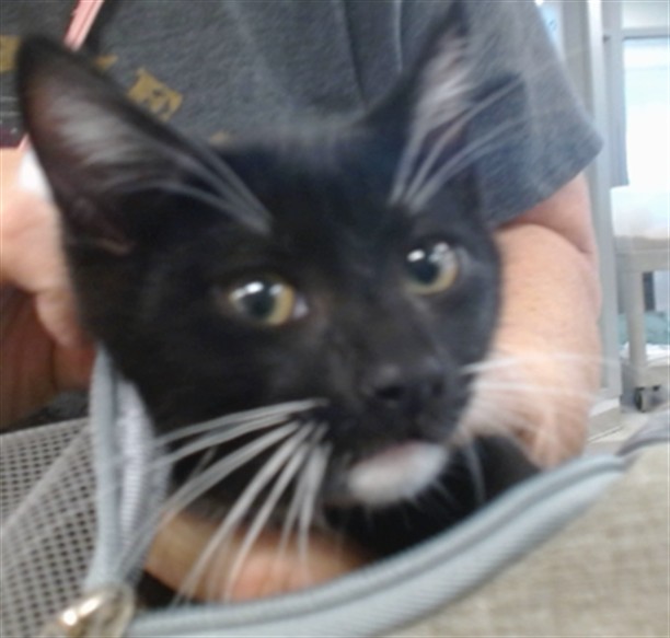 Shelter Stray Unknown Cat last seen , 2811 SE 29th St, Oklahoma City, OK 73129, USA