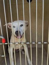 Shelter Stray Female Dog last seen Near BLOCK MAPLE RIDGE LN, EDMOND OK 73013, 2811 SE 29th St, Oklahoma City, OK 73129, USA