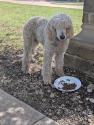 Found/Stray Male Dog last seen Grady Niblo Parkway, Dallas TX, Dallas, TX 75236