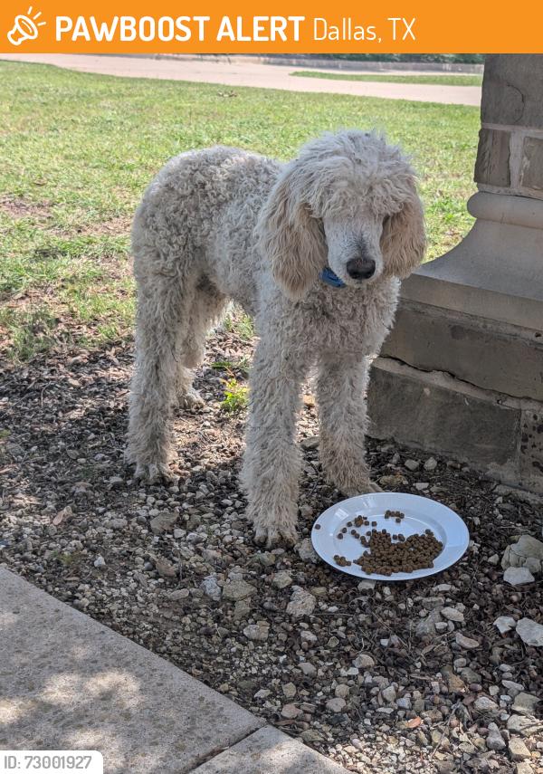Found/Stray Male Dog last seen Grady Niblo Parkway, Dallas TX, Dallas, TX 75236