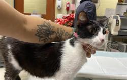 Shelter Stray Female Cat last seen 26TH/NATIONAL, 3839 W Burnham St, West Milwaukee, WI 53215, USA