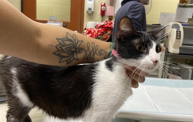 Shelter Stray Female Cat last seen 26TH/NATIONAL, 3839 W Burnham St, West Milwaukee, WI 53215, USA