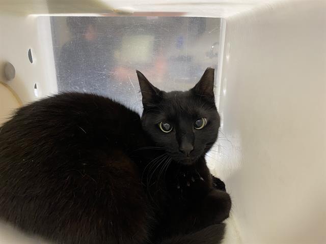 Shelter Stray Unknown Cat last seen Near BLOCK W PALLOTINE DR, 3839 W Burnham St, West Milwaukee, WI 53215, USA