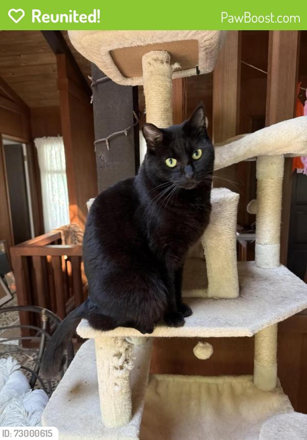 Reunited Female Cat last seen Carbonera, Santa Cruz, CA 95060