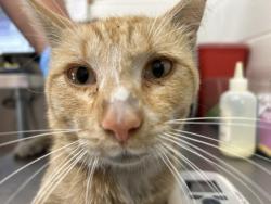Shelter Stray Male Cat last seen E 5TH ST X INTEROCEAN AVE, 333 Chandler Pl, San Bernardino, CA 92408, USA