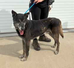 Shelter Stray Male Dog last seen Near BLOCK HALE AVE, 3528 Newburg Rd, Louisville, KY 40218, USA