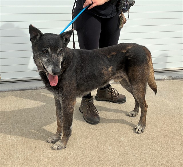 Shelter Stray Male Dog last seen Near BLOCK HALE AVE, 3528 Newburg Rd, Louisville, KY 40218, USA