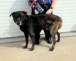 Shelter Stray Male Dog last seen Near BLOCK HALE AVE, 3528 Newburg Rd, Louisville, KY 40218, USA