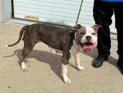 Shelter Stray Female Dog last seen Near BLOCK DIXIE HWY, 3528 Newburg Rd, Louisville, KY 40218, USA
