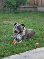 Shelter Stray Male Dog last seen ASHE ST BAKERSFIELD, 201 S Mt Vernon Ave, Bakersfield, CA 93307, USA